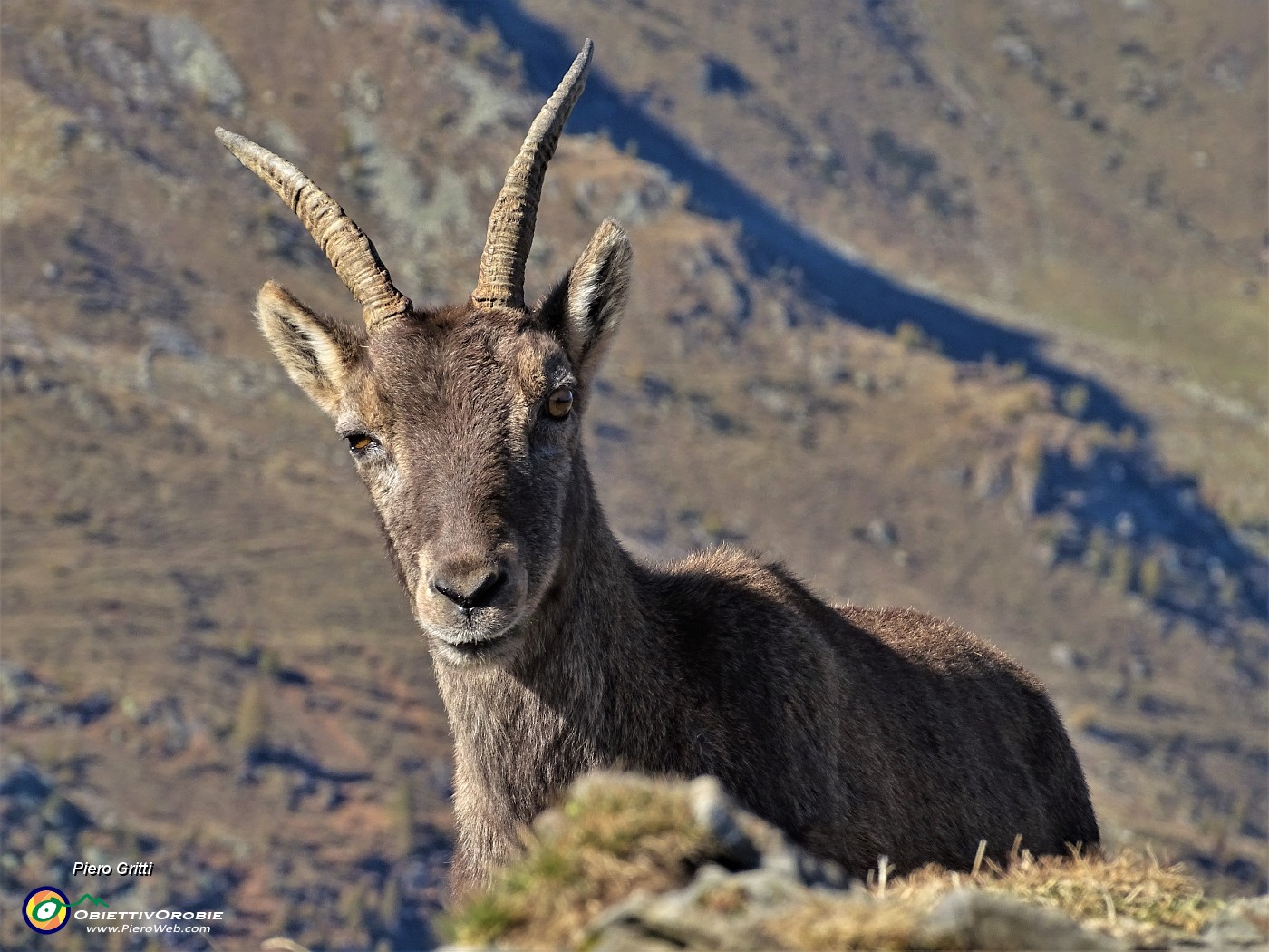 05 Incontro ravvicinato con uno stambecco in Cima Piazzotti-Valpianella.JPG